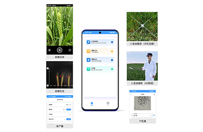 北京小麦亩穗数分析仪IN-XM02